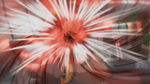 snapshot20090114044934.jpg